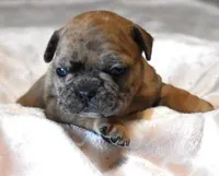 SASHA RED MERLE, a female French Bulldog for sale in Marshfield, MO – Photo 1 of 5