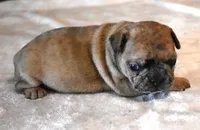 SASHA RED MERLE, a female French Bulldog for sale in Marshfield, MO – Photo 3 of 5