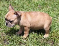 SASHA RED MERLE, a female French Bulldog for sale in Marshfield, MO – 3 of 5