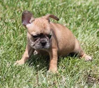 SASHA RED MERLE, a female French Bulldog for sale in Marshfield, MO – 2 of 5