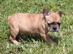 SASHA RED MERLE – French Bulldog puppy for sale in Marshfield, MO