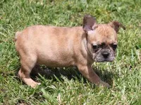 SASHA RED MERLE, a female French Bulldog for sale in Marshfield, MO – 1 of 5