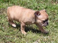 SASHA RED MERLE, a female French Bulldog for sale in Marshfield, MO – 4 of 5
