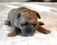 SASHA RED MERLE, a female French Bulldog for sale in Marshfield, MO – Photo 5 of 5