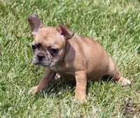 SASHA RED MERLE, a female French Bulldog for sale in Marshfield, MO – 5 of 5