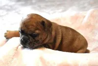 SASHA RED MERLE, a female French Bulldog for sale in Marshfield, MO – Photo 2 of 5