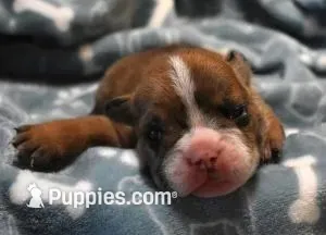FONZY - RED MERLE, a male English Bulldog for sale in Marshfield, MO – 1 of 4