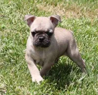 SAM FAWN & WHITE, a male French Bulldog for sale in Marshfield, MO – 2 of 5
