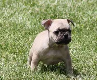 SAM FAWN & WHITE, a male French Bulldog for sale in Marshfield, MO – 5 of 5