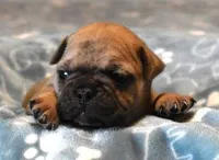 SAM FAWN & WHITE, a male French Bulldog for sale in Marshfield, MO – Photo 2 of 4