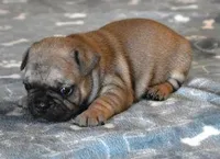 SAM FAWN & WHITE, a male French Bulldog for sale in Marshfield, MO – Photo 4 of 4