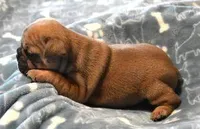 SAM FAWN & WHITE, a male French Bulldog for sale in Marshfield, MO – Photo 3 of 4