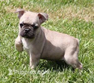 SAM FAWN & WHITE – French Bulldog puppy for sale in Marshfield, MO