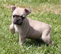 SAM FAWN & WHITE, a male French Bulldog for sale in Marshfield, MO – 1 of 5