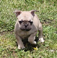SAM FAWN & WHITE, a male French Bulldog for sale in Marshfield, MO – 4 of 5