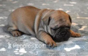 SAM FAWN & WHITE – French Bulldog puppy for sale in Marshfield, MO