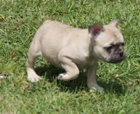 SAM FAWN & WHITE, a male French Bulldog for sale in Marshfield, MO – 3 of 5