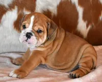 FANCY RED & WHITE, a female English Bulldog for sale in Marshfield, MO – 4 of 5