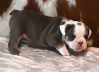 TAMMY - LILAC, TAN & WHITE, a female English Bulldog for sale in Marshfield, MO – 2 of 5
