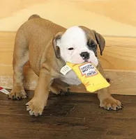 GRANT FAWN & WHITE, a male English Bulldog for sale in Marshfield, MO – 3 of 6