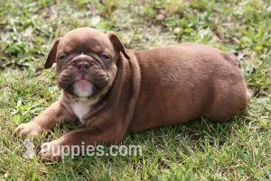 FRITZ CHOCOLATE – English Bulldog puppy for sale in Marshfield, MO