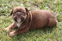 FRITZ CHOCOLATE, a male English Bulldog for sale in Marshfield, MO – Photo 1 of 5