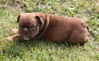 FRITZ CHOCOLATE, a male English Bulldog for sale in Marshfield, MO – Photo 4 of 5