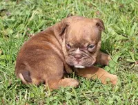 FRITZ CHOCOLATE, a male English Bulldog for sale in Marshfield, MO – Photo 2 of 5