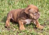 FRITZ CHOCOLATE, a male English Bulldog for sale in Marshfield, MO – Photo 3 of 5