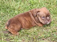 FRITZ CHOCOLATE, a male English Bulldog for sale in Marshfield, MO – Photo 5 of 5