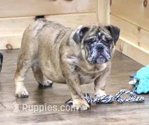 FANNY – English Bulldog puppy for sale in Marshfield, MO
