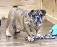 FANNY, a female English Bulldog for sale in Marshfield, MO – 1 of 6