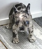 SPANKY BLUE MERLE, a male French Bulldog for sale in Marshfield, MO – 5 of 6