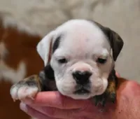 GRETA BRINDLE, a female English Bulldog for sale in Marshfield, MO – 2 of 2