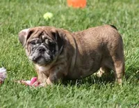 FANNY CHOCOLATE MERLE, a female English Bulldog for sale in Marshfield, MO – 4 of 5