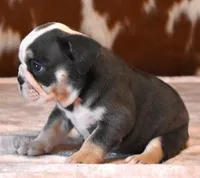 BRANDY - BLUE TRI, a female English Bulldog for sale in Marshfield, MO – 4 of 5