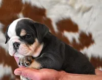 BECKY - BLUE TRI, a female English Bulldog for sale in Marshfield, MO – 2 of 4