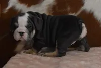 processed/28f3fc20-e8f6-4bd3-ab34-3724b1a5bec2/listing/648214d6-b9e9-4f5f-b081-819b11ca2c34/831324df-c8c9-4b9a-93dd-3f676e825e0c