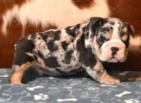 THOR - BLUE MERLE AKC, a male English Bulldog for sale in Marshfield, MO – 2 of 4