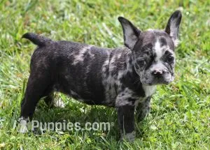 CC BLUE MERLE – French Bulldog puppy for sale in Marshfield, MO