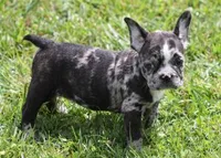 CC BLUE MERLE, a female French Bulldog for sale in Marshfield, MO – 1 of 4