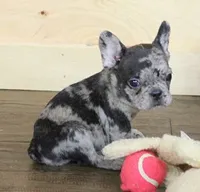 ISSAC BLUE MERLE, a male French Bulldog for sale in Marshfield, MO – 2 of 5