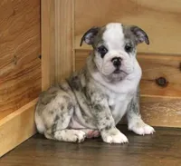 NOVA - RED MERLE, a female English Bulldog for sale in Marshfield, MO – 2 of 7