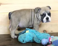 GABE RED & WHITE, a male English Bulldog for sale in Marshfield, MO – 4 of 6