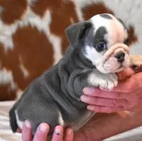 BRANDY - BLUE TRI, a female English Bulldog for sale in Marshfield, MO – 3 of 5