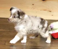 TRAVIS, a male Toy Australian Shepherd for sale in Marshfield, MO – 1 of 4