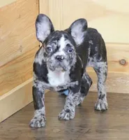 CC BLUE MERLE, a female French Bulldog for sale in Marshfield, MO – 4 of 4