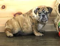FANNY, a female English Bulldog for sale in Marshfield, MO – 3 of 6