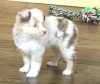 TRAVIS, a male Toy Australian Shepherd for sale in Marshfield, MO – 3 of 4
