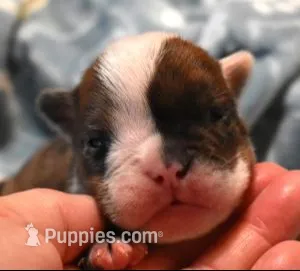 FLASH - RED MERLE, a male English Bulldog for sale in Marshfield, MO – 1 of 4